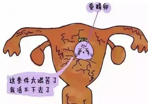 上海试管助孕价格：早孕期不宜食用的食物有哪些,孕早期要注意什么事项